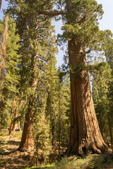 Giant sequoias at Yosemite National Park