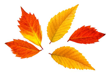 Autumn colors leaves collage, deep red and yellow foliage isolated on white background