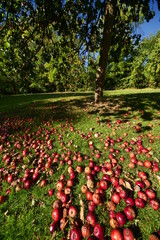 apple orchard organic 