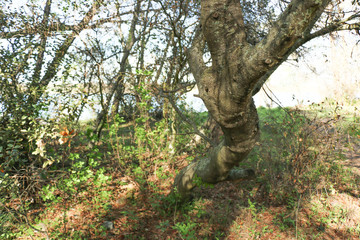 Fototapeta premium forest path