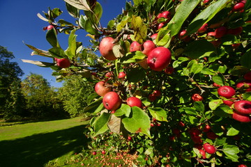 apple orchard organic 