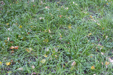 Texture with green grass and yellow leaves