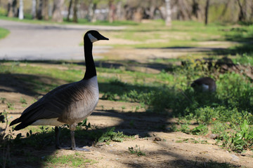 geese at the lake