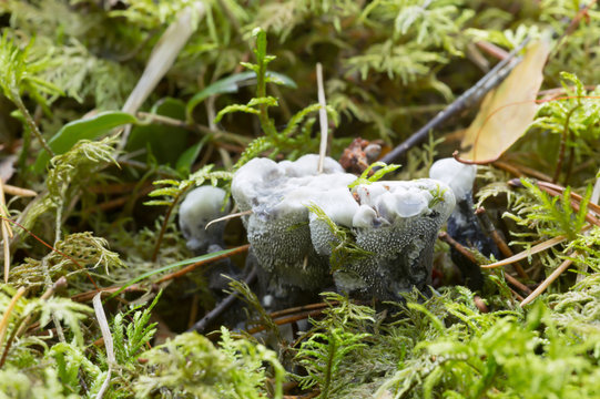 Hydnellum suaveolens growing among moss