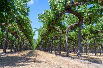 Vineyards at Sonoma valley - 224653762