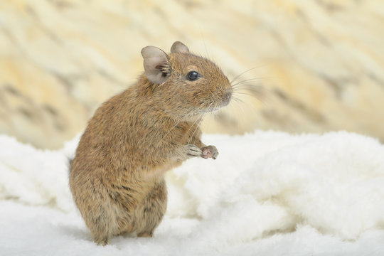Stand up degu