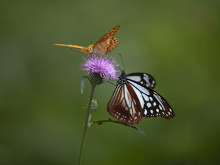 アサギマダラとヒョウモン蝶