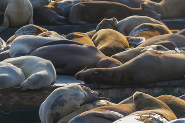 Fototapeta premium Sea lions at Pier 39 in San Francisco
