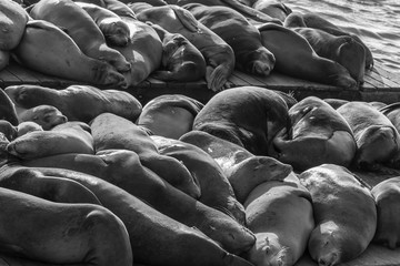 Obraz premium Sea lions at Pier 39 in San Francisco