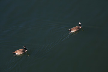 Geese in water