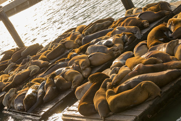 Fototapeta premium Sea lions at Pier 39 in San Francisco