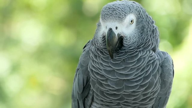 Red-tailed monogamous African Congo Grey Parrot, Psittacus erithacus. Companion Jaco is popular avian pet native to equatorial region. Exotic bird in tropical forest.