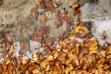 Autumn leaves and ice crust on the ground