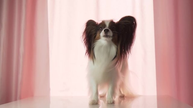 Papillon happily waves his tail and barks slow motion footage video