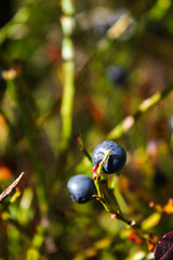 Fresh blueberries in the middle of mountains. Vaccinium myrtillus. Wild blueberries growing in mountains.