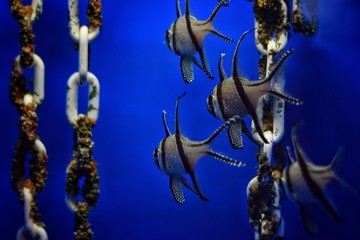 Fototapeta na wymiar School fish in marine aquarium