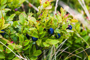 Fresh blueberries in the middle of mountains. Vaccinium myrtillus. Wild blueberries growing in mountains.