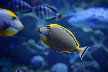 Fototapeta na wymiar School fish in marine aquarium