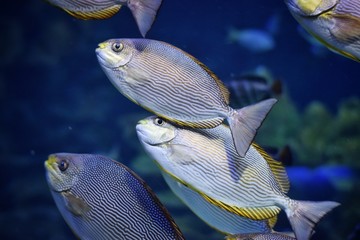School fish in marine aquarium