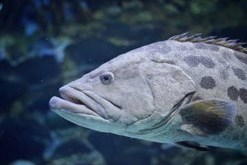 Big fish in marine aquarium