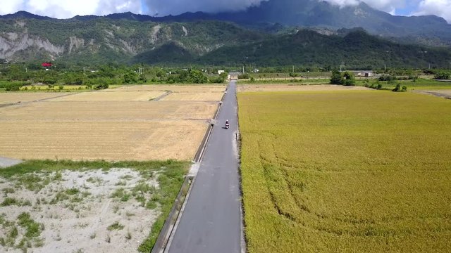 Aerial shot of couple driving motorcycle in a small road between the green and gold wheat fields
