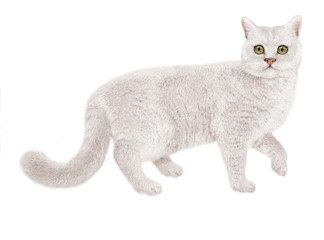 Chat Blanc Photos Royalty Free Images Graphics Vectors