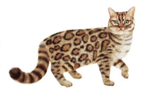 chat Bengal, regardent, en marche, nourriture pour chat, de race, chaton, animal, élevage,