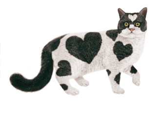 chat noir et blanc, coeur , regardant, en marche, nourriture pour chat, chaton, animal, élevage,