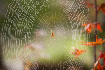 Spider in the middle of spiderweb covered with morning mildew. Autumn leaves in the background.