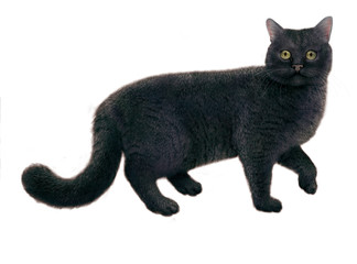 chat noir, regardant, en marche, nourriture pour chat, chaton, animal, élevage, aliment pour chat,