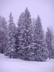 snow covered trees