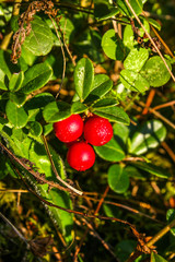 Wild berry cranberries (Vaccinium vitis-idaea). Ripe wild lingonberries. Wild berry cranberries.  Lingonberries. Berries of wild cowberry.