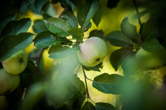 Яблоко на ветке яблони