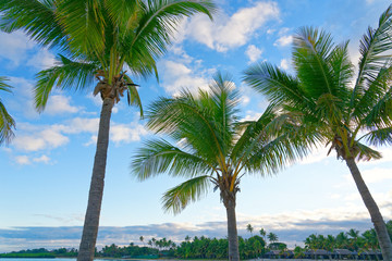 Fototapeta na wymiar Palm tree on a white sandy beach