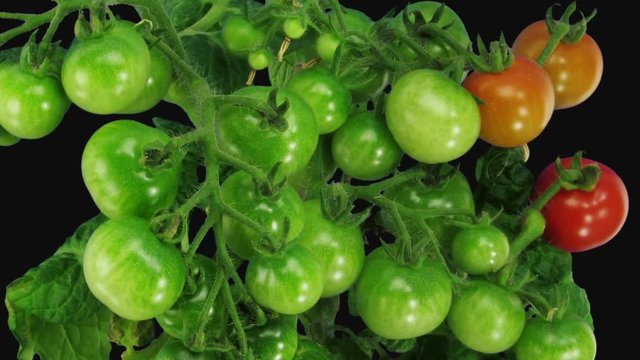 Time-lapse of growing and ripening tomato vegetables 5c3 in RGB + ALPHA matte format isolated on black background
