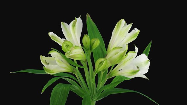 Time-lapse of opening white Peruvian Lily flower 9b1 in PNG+ format with ALPHA transparency channel isolated on black background
