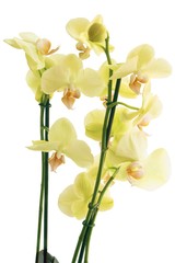 Naklejka na ściany i meble yellow orchid,PHALAENOPSIS close up