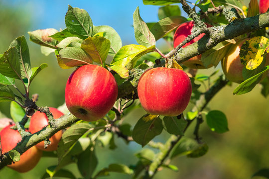 Reife Äpfel hängen an einem Ast