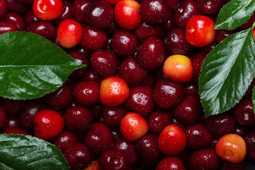 Beautiful bright background of fresh berries of sweet cherry and leaves. View from above