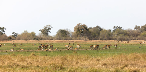 Fototapeta na wymiar Large group of different animals close to a waterhole