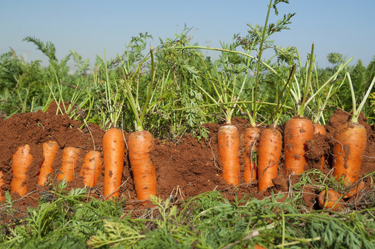 Carrot fields