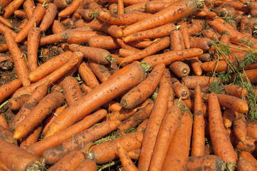 Carrot fields