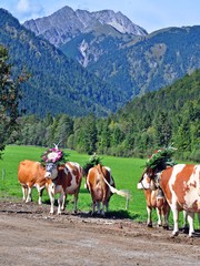 Fototapeta na wymiar Almabtrieb Pertisau, Karwendel, Tirol