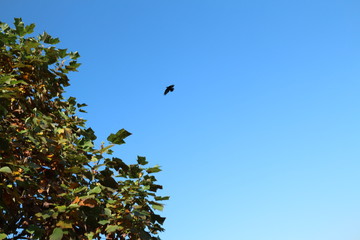 空