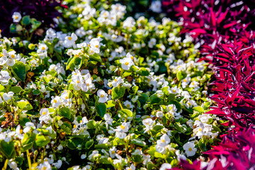 small white flowers in May, close-up 