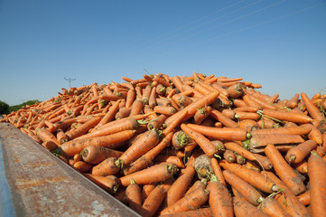 Carrot fields