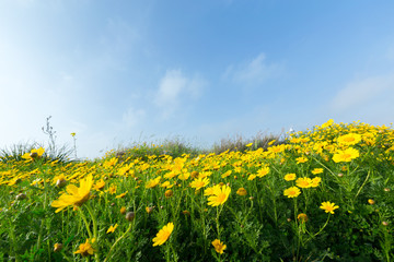 Obraz premium Spring background with beautiful yellow flowers