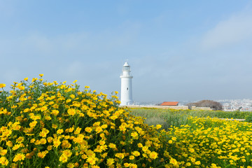 Spring background with beautiful yellow flowers