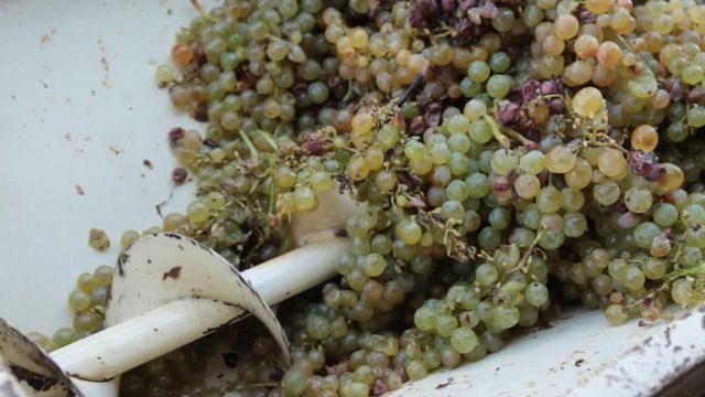 Grape harvest: grape sheller at the work with white grapes