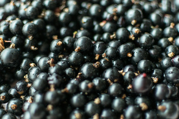 Background of black currant berries.